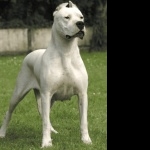 Guatemalan Dogo breed