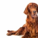 Irish Setter new wallpapers