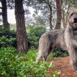 Irish Wolfhound download