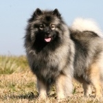 Keeshond pics