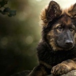 King Shepherd 1080p