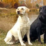 Labrador Retriever images