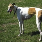 Mahratta Greyhound wallpapers