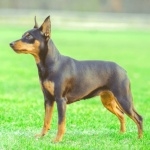 Miniature Pinscher new wallpapers