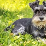 Miniature Schnauzer high definition wallpapers