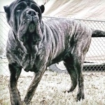 Molossus breed pic