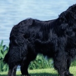 Newfoundland breed images