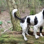 Norfolk Spaniel new wallpapers