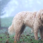 Otterhound desktop wallpaper