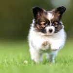 Papillon breed free