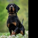 Polish Hunting Dog high definition wallpapers