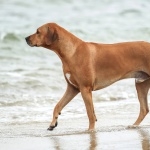 Rhodesian Ridgeback images