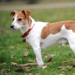 Russell Terrier high definition wallpapers