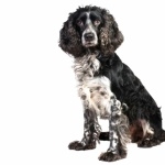 Russian Spaniel images