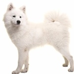 Samoyed breed high definition photo