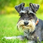 Scottish Terrier high definition photo