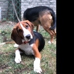 Serbian Tricolour Hound images