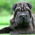 Shar Pei desktop wallpaper