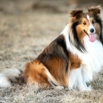 Shetland Sheepdog background