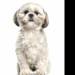 Shih Tzu photos