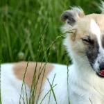 Silken Windhound pics