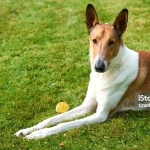 Smooth Collie 2025