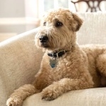 Soft-Coated Wheaten Terrier hd photos