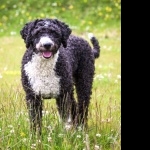 Spanish Water Dog high quality wallpapers