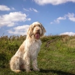 Spinone Italiano funny