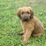 Styrian Coarse-haired Hound pic