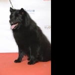 Swedish Lapphund pics