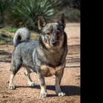 Swedish Vallhund free