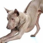 Thai Ridgeback hd pics