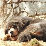 Tibetan Mastiff free wallpapers