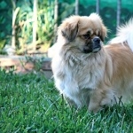 Tibetan Spaniel pic