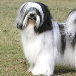 Tibetan Terrier images