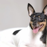 Toy Fox Terrier new photos