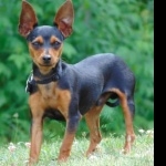 Toy Manchester Terrier free wallpapers