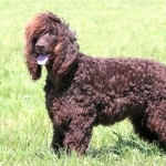 Tweed Water Spaniel high definition photo