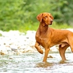 Vizsla download wallpaper