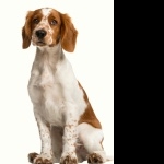 Welsh Springer Spaniel photo