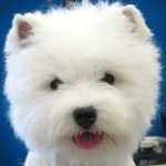 West Highland White Terrier desktop wallpaper