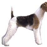 Wire Fox Terrier image