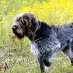 Wirehaired Pointing Griffon funny