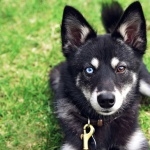 Alaskan Klee Kai download