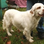 Alpine Spaniel hd photos