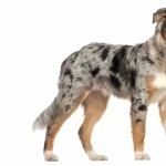 Australian Shepherd full hd