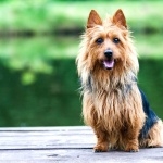 Australian Silky Terrier desktop