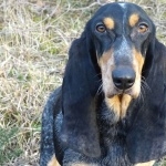 Basset Bleu de Gascogne photos