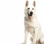 Berger Blanc Suisse high definition photo